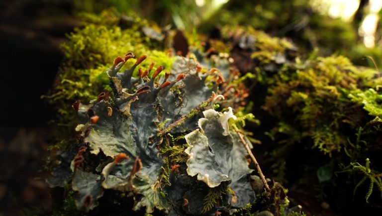 Unlocking the Great Outdoors: Your Guide to Adventure Awaits